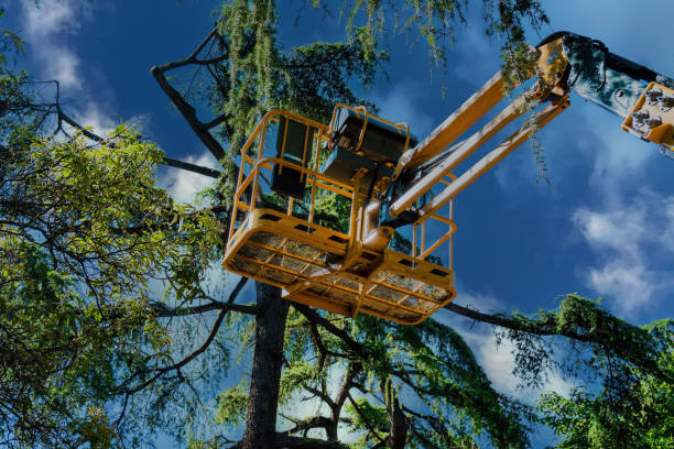 How Our Tree Care Process Works  in  Santee, CA