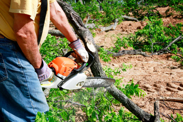 Professional Tree Services in Santee, CA